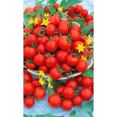 Семена Томат Черри на Засол (УД) ЕП_2