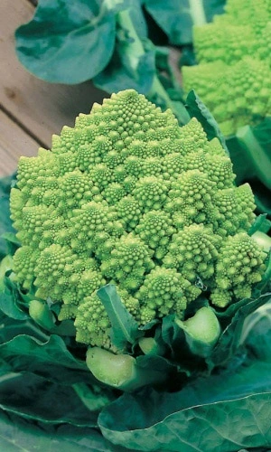 Семена Капуста цветная Египетские Пирамиды 0,2 гр (УД) Е/П