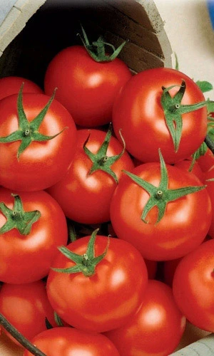 Семена Томат Филиппок 20шт (УД) Е/П