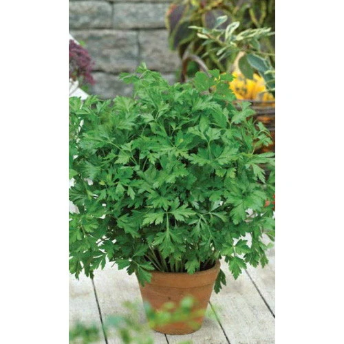 Семена Петрушка Обыкновенная - листовая 2гр (Марс) Б/П