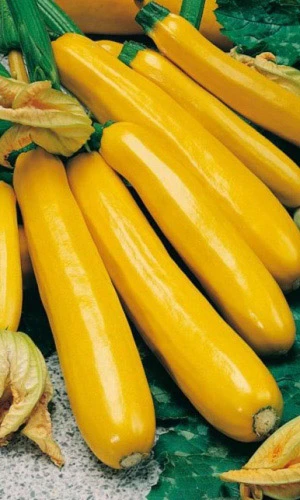 Семена Кабачок Золотинка - цуккини 10шт (УД) Е/П