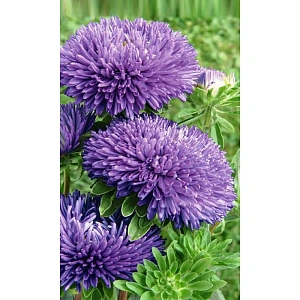 Семена Астра коготковая Карткайзер 0,2гр (УД) Е/П