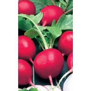 Семена Редис Чемпион 2гр (УД) Е/П