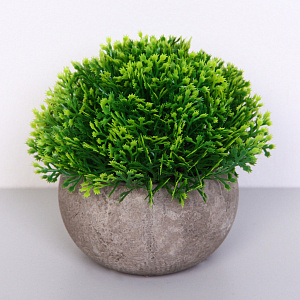 Цветочная композиция "Green garden" 10*12см в горшке, туя