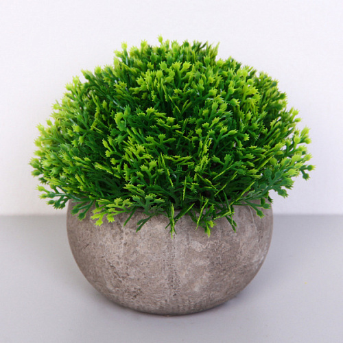 Цветочная композиция "Green garden" 10*12см в горшке, туя