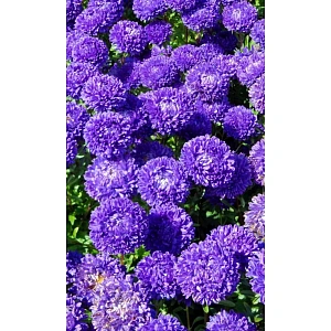 Семена Астра пионовидная Дюшес Блю 0,2гр (УД) Е/П