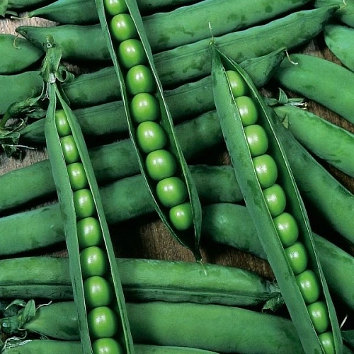 goroh-schastlivoe-detstvo