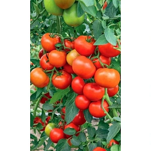Семена Томат Огни Челябинска 0,1гр (Марс) Б/П