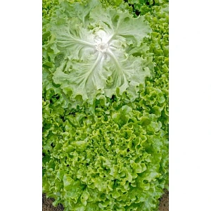 Семена Салат Лифли 0,25гр (УД) Е/П