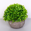 Цветочная композиция "Green garden" 10*12см в горшке, зелень