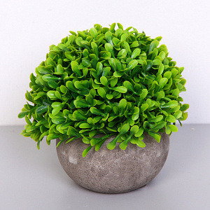 Цветочная композиция "Green garden" 10*12см в горшке, зелень