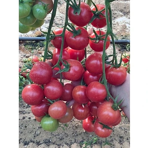 Семена Томат Черри розовый 0,1гр (Марс) Б/П