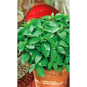 Семена Базилик Свежий бриз 0,25гр (УД) Е/П