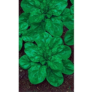 Семена Шпинат Крепыш 1,5гр (УД) Е/П