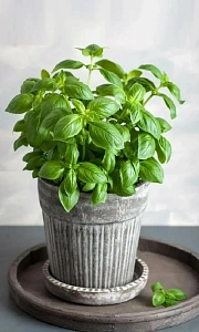 Семена Базилик Балконное чудо 0,25гр (УД) Е/П