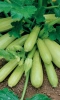 Семена Кабачок Корнишонный - цукини 6шт (УД) Е/П