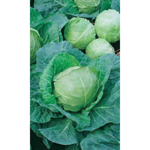 Семена Капуста белокочанная Золотой Гектар 1432 0,5гр (Марс) Б/П