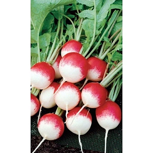 Семена Редис Тепличный 2гр (УД) Е/П