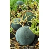 Семена Арбуз Скороспелка 1гр (Марс) Б/П
