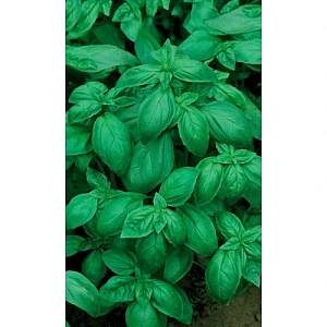 Семена Базилик Застольный 0,3гр (Марс) Б/П