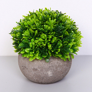 Цветочная композиция "Green garden" 10*12см в горшке, листики