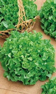 Семена Салат Витаминный 0,3гр (УД) Е/П