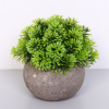 Цветочная композиция "Green garden" 10*12см в горшке, шишка