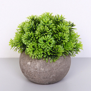 Цветочная композиция "Green garden" 10*12см в горшке, шишка