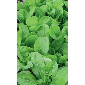 Семена Салат Бутербродный 0,3гр (Марс) Б/П