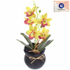 Цветочная композиция "Орхидея" 10*28см салатовая в пластиковом горшке