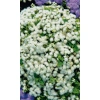 Семена Агератум Снежный сугроб долгоцветка 0.08гр (УД) Е/П