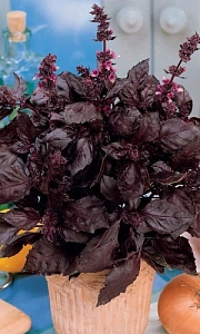 Семена Базилик Бархатная ночь фиолетовый 0,25гр (УД) Е/П